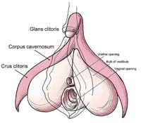 Boot reccomend Vulva and clitoris pictures