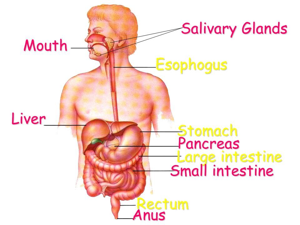 best of System mouth to anus Digestive