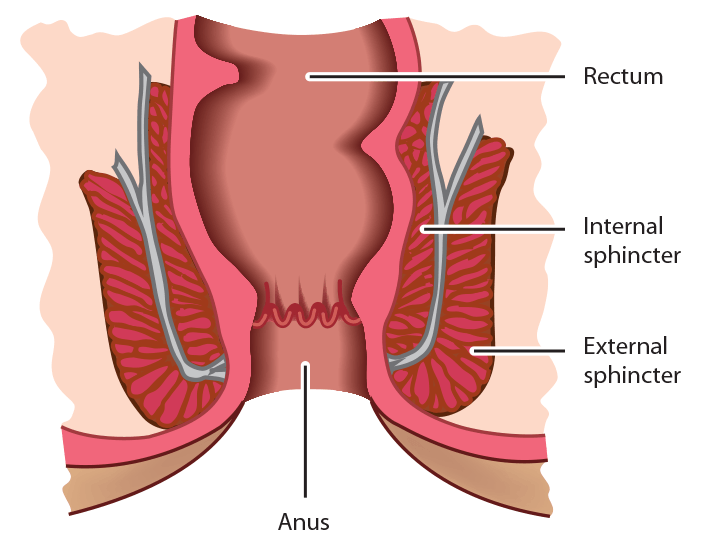 best of Spincter Internal anus