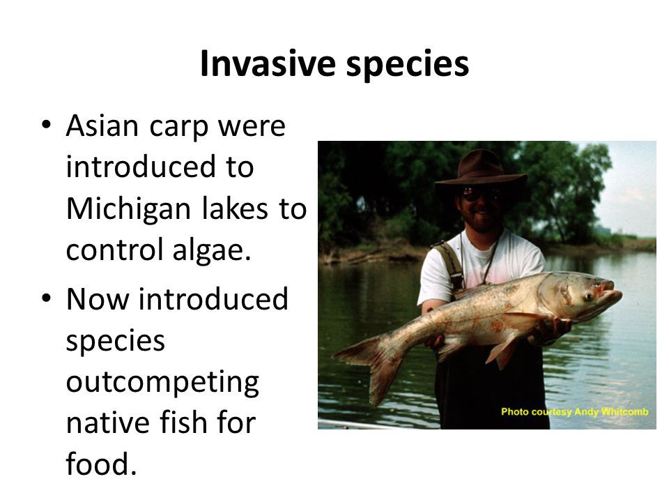 Asian carp ppt