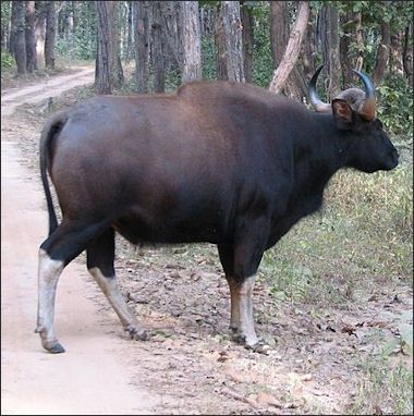 Asian cattle breeds