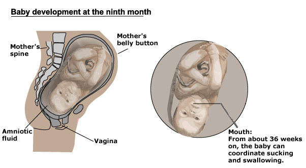 best of Movement the Fetal vagina in