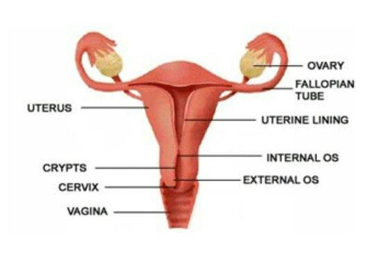 Whizzy reccomend Female male anatomy sex penetration diagram