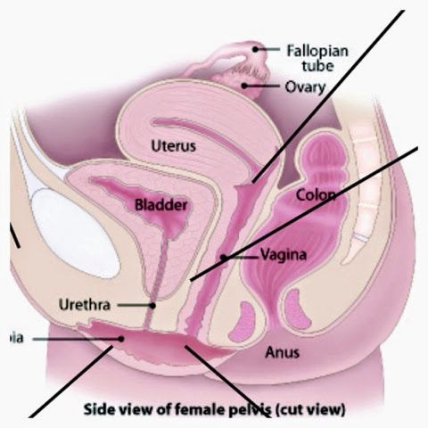 Womans pee hole
