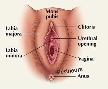 best of To a vagina Proper lick way