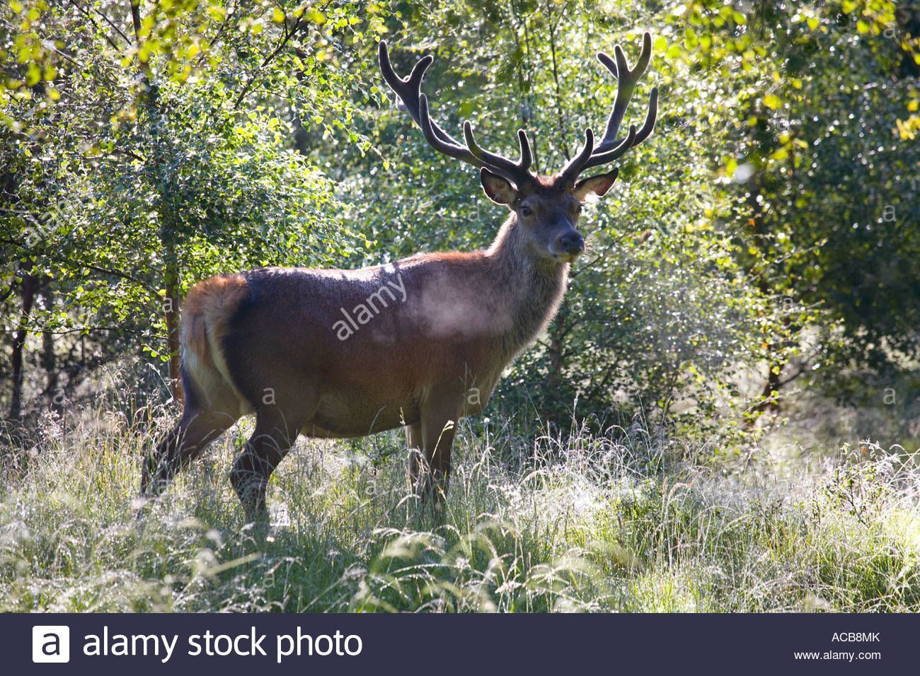 Red deer adult stores  image