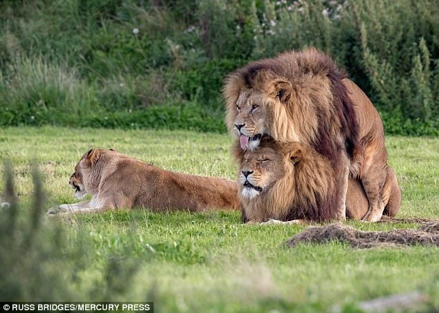Lioness sex
