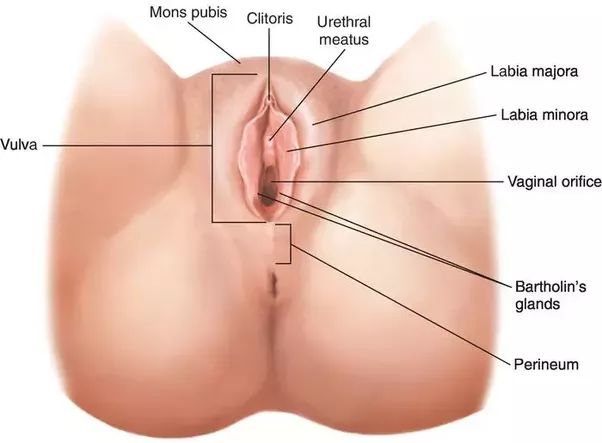 Location of pussy hole