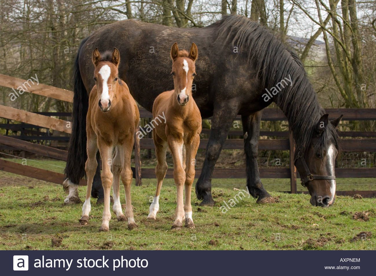 best of Twins Equine adult
