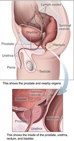 Dahlia reccomend Orgasm through prostate