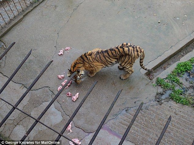 Huge tigers dick
