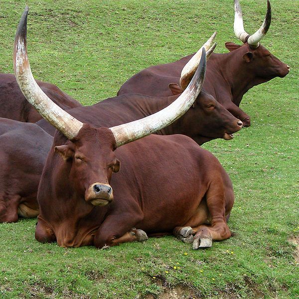 best of Breeds Asian cattle
