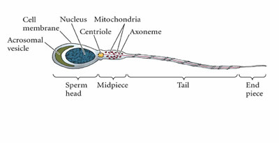 Slobber-knocker reccomend Sperm cell midpiece