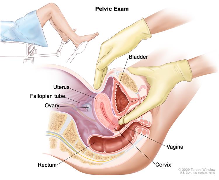 Interstate reccomend Definition of vulva
