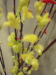 Blossom image pussy willow
