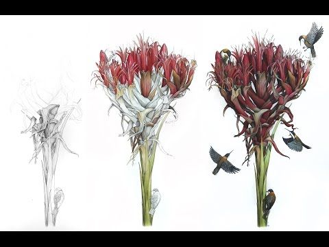 Australia lily amateur