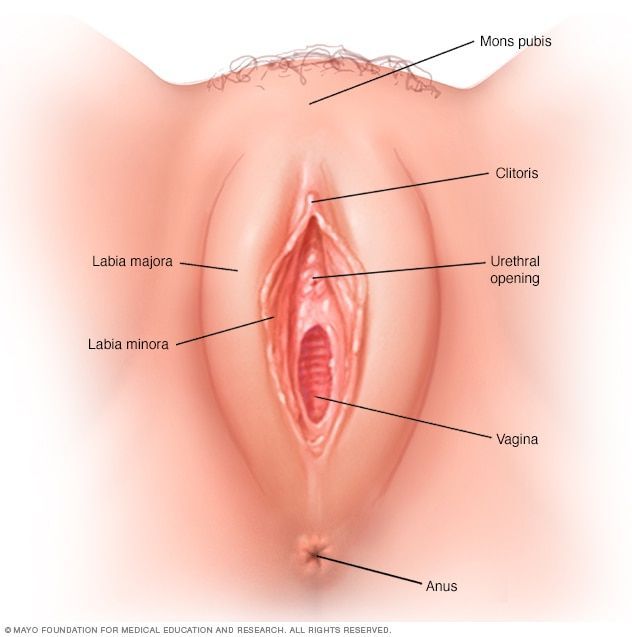 Daffodil reccomend Definition of vulva
