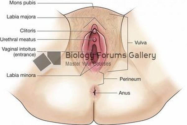 best of Pictures clitoris Vulva and