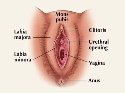 Distance clitoris vagina