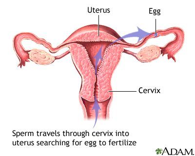 best of Of to Path uterus sperm