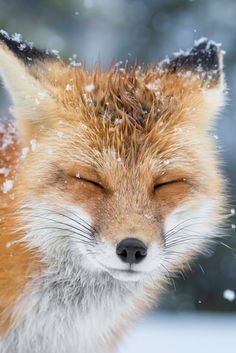 best of And profile Adult fox face red