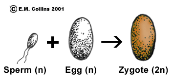 Egg reccomend Sperm in plants