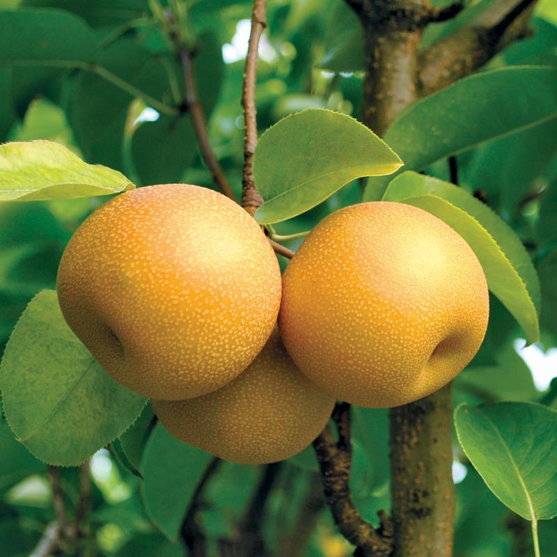 Asian pear fertilizer