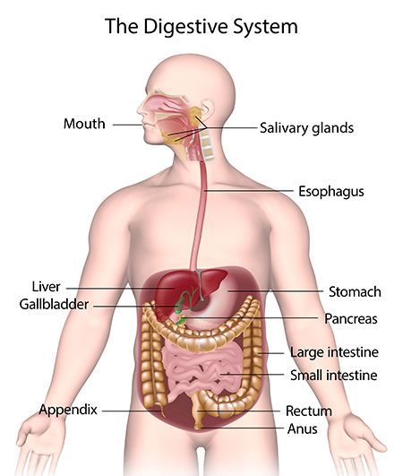 Digestive system mouth to anus