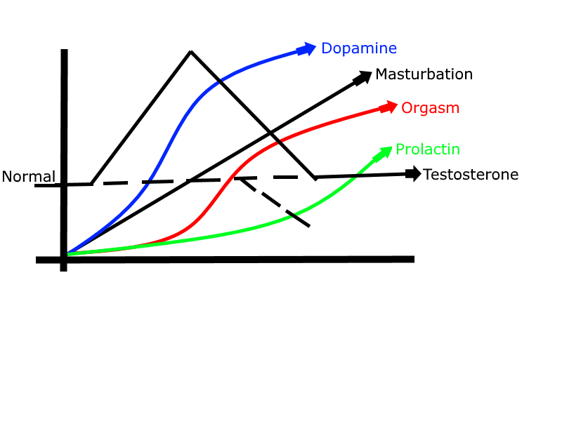 Masturbation effect on testosterone
