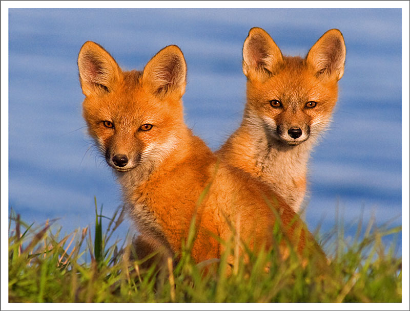 Adult red fox profile and face