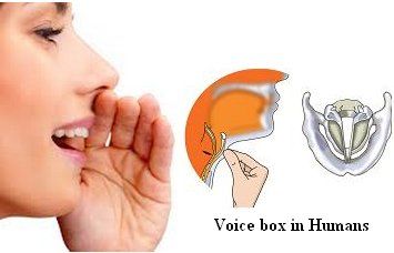 Laryngeal vocal cord vibrator