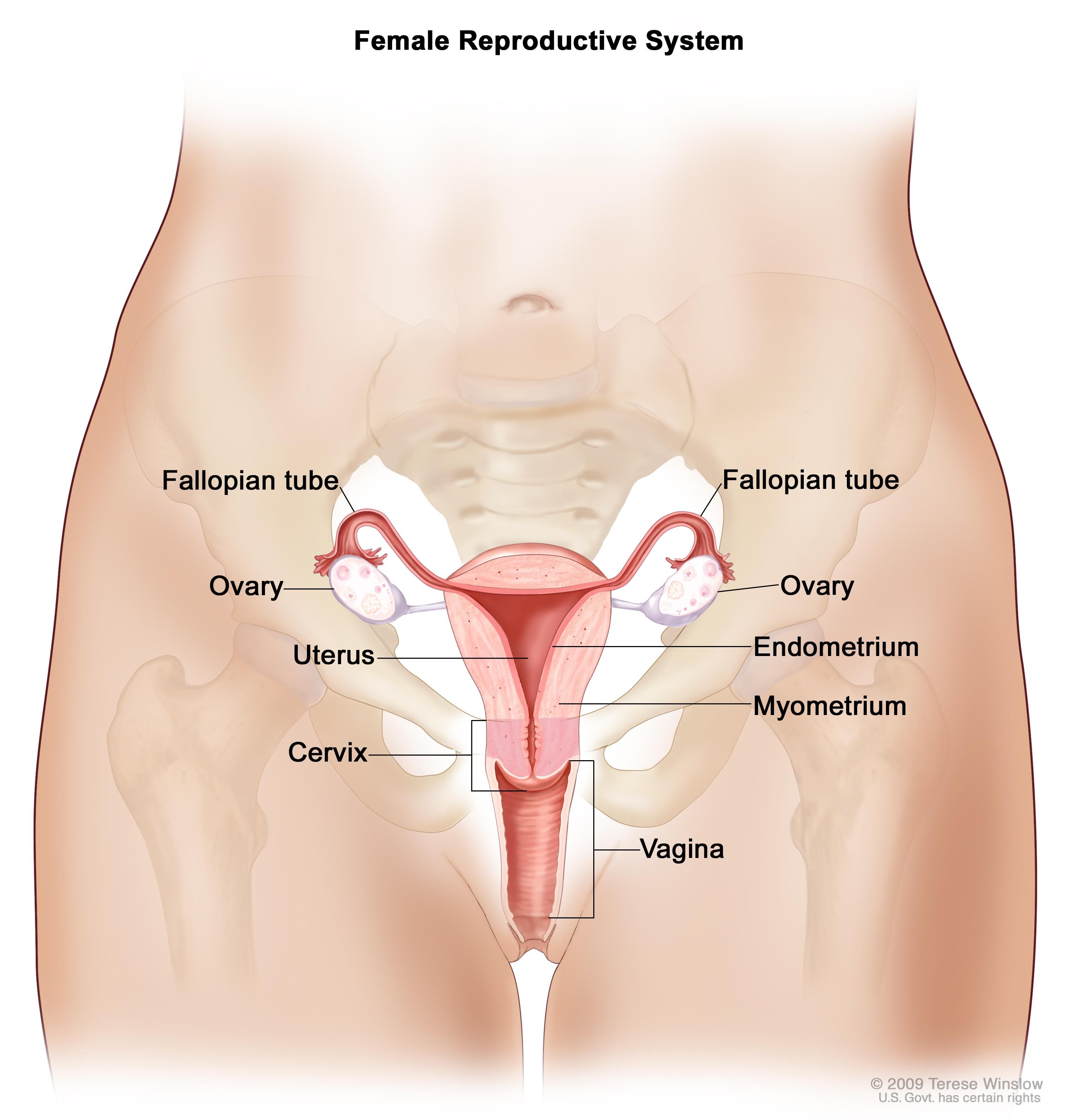 Female vagina parts