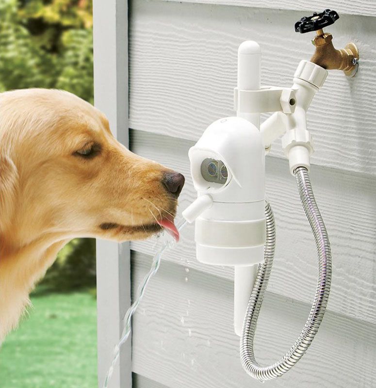Boss reccomend Pet lick waterer with soda bottle