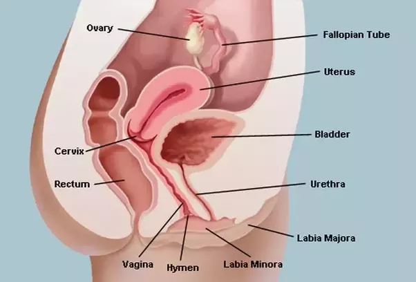 Can the penis penetrate the cervix