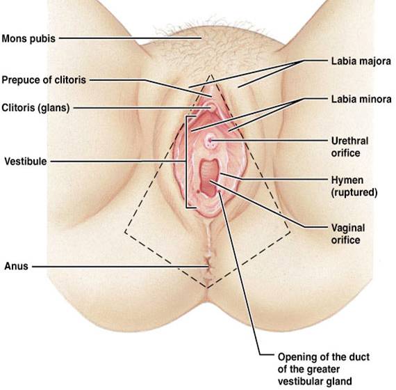 Vulture reccomend Female male anatomy sex penetration diagram
