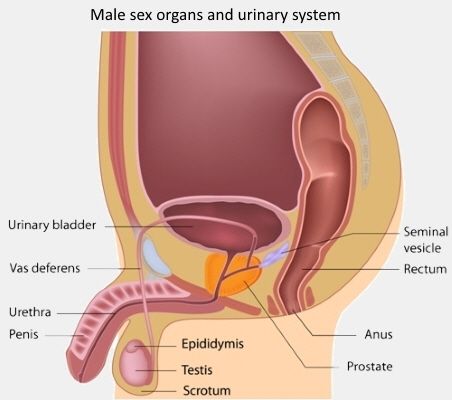 Liquid glue for men sex organ