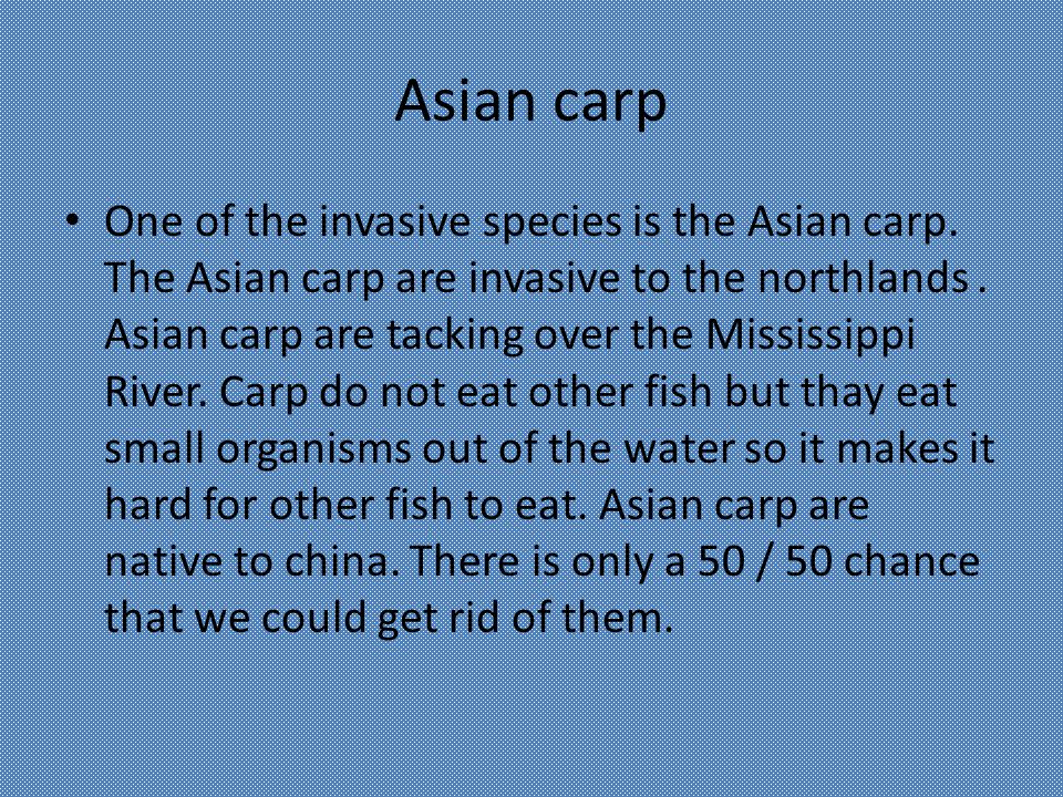 The B. reccomend Asian carp ppt