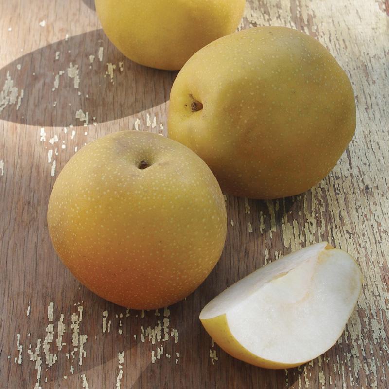 Asian pear history