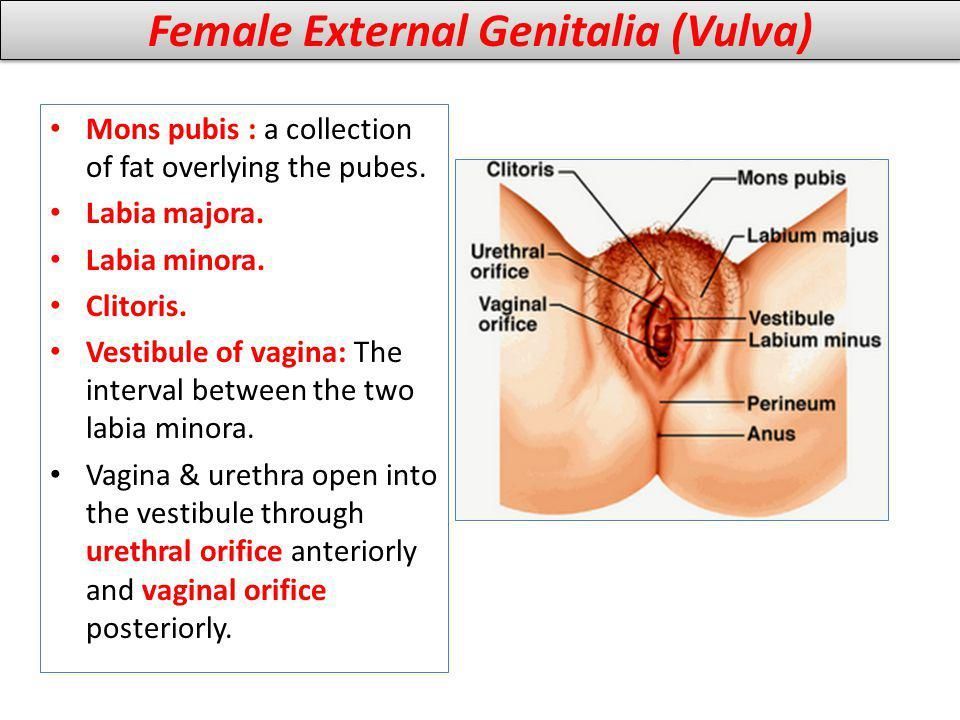 Hannibal recommendet Sperm fertility clinic