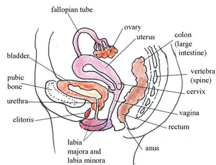 Female male anatomy sex penetration diagram