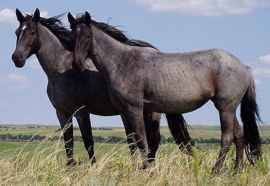 Equine adult twins