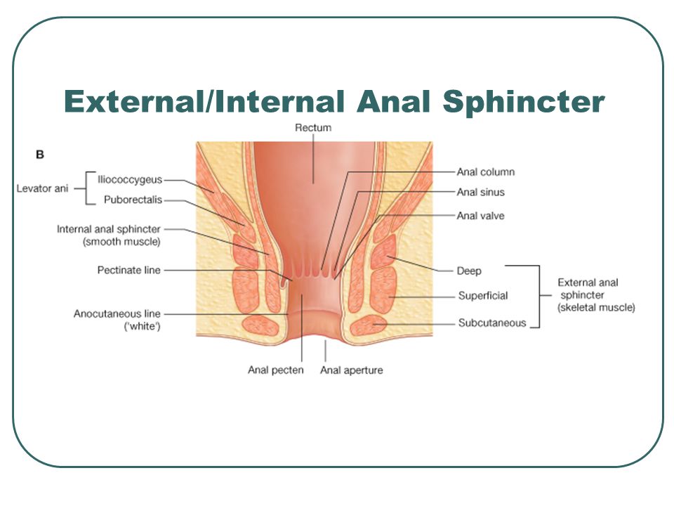 Internal anus spincter