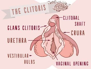 Doodle reccomend Exact location of clitoris picture