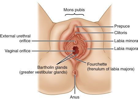 Touchdown reccomend Urethral orifice into the anus
