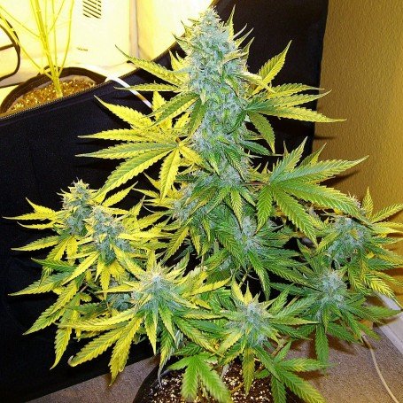 Cannabis moby dick