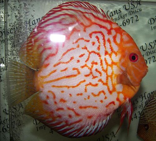 First L. reccomend Adult discus fish