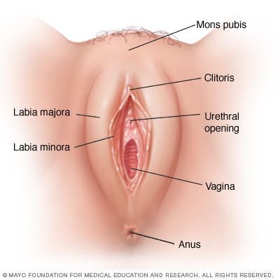 Home P. reccomend Clitoris size pics
