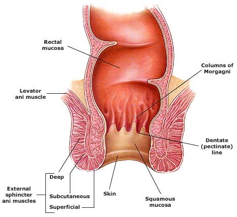 best of The anus anatomy of The