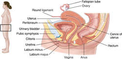 best of Vulva Definition of