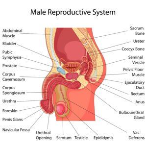 best of Penetration sex male diagram anatomy Female